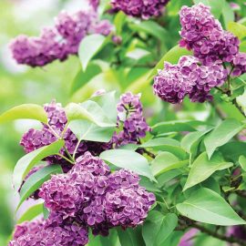 lilacs in bloom