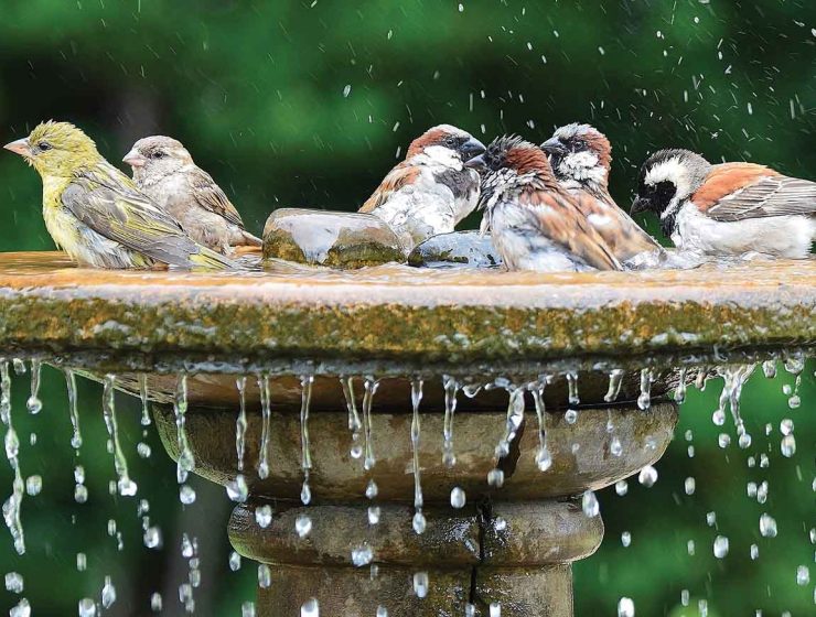 sparrows and goldfinch in a birdbath