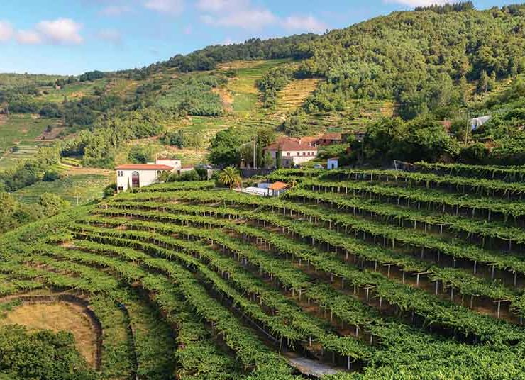 vineyards