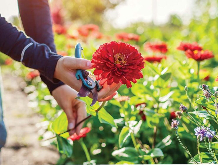 Cutting ZInnias