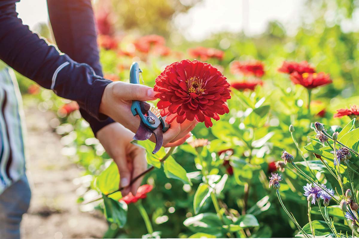 Cutting ZInnias