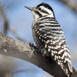 female ladder backed woodpecker