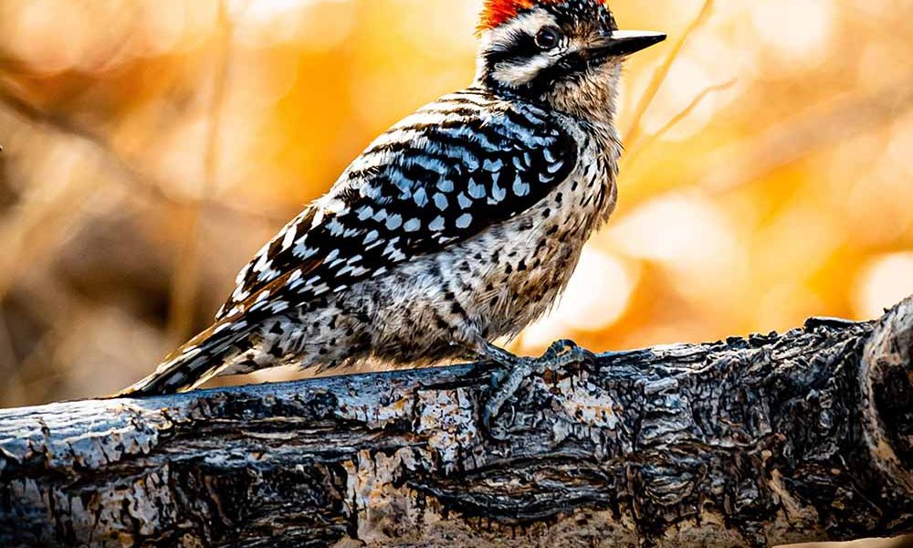 ladder backed woodpecker