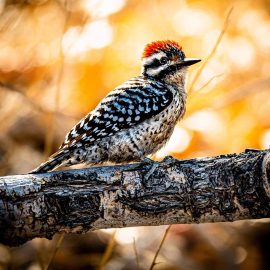 ladder backed woodpecker