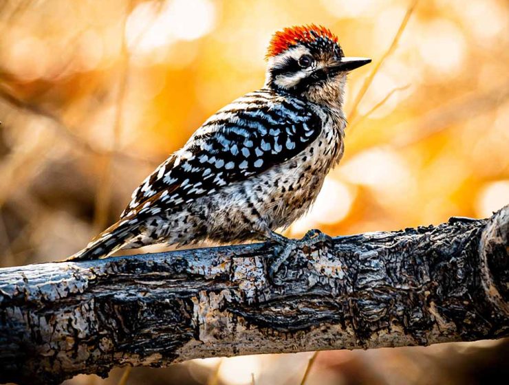 ladder backed woodpecker