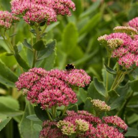 sedum