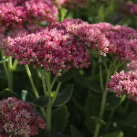 sedum