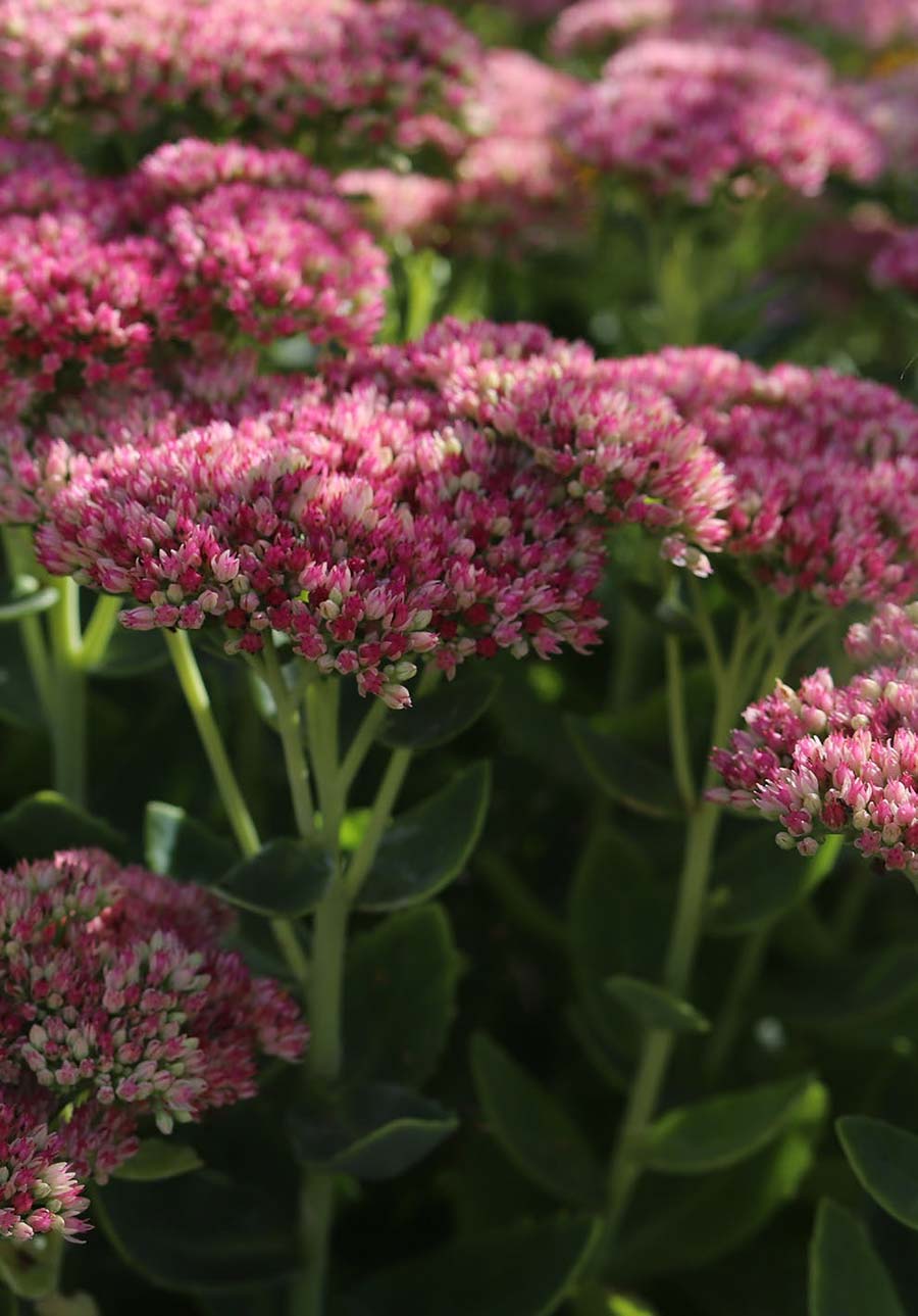 sedum