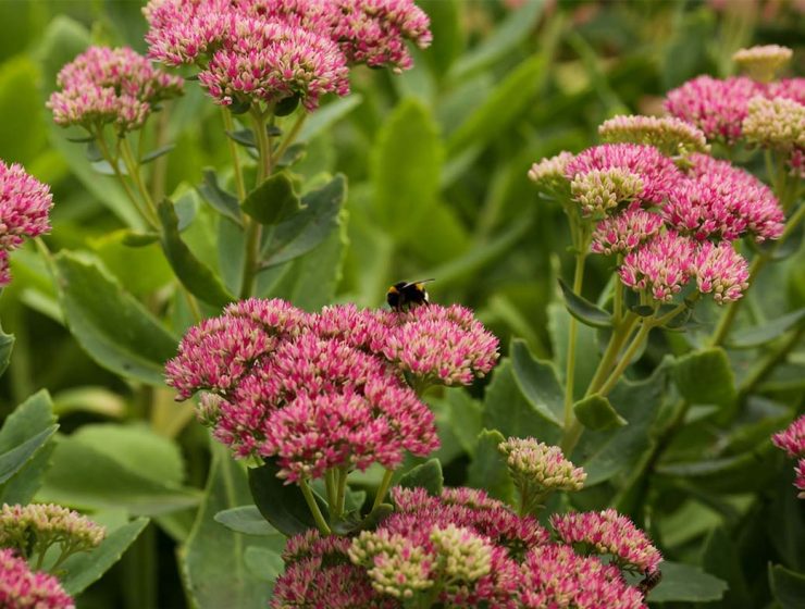 sedum