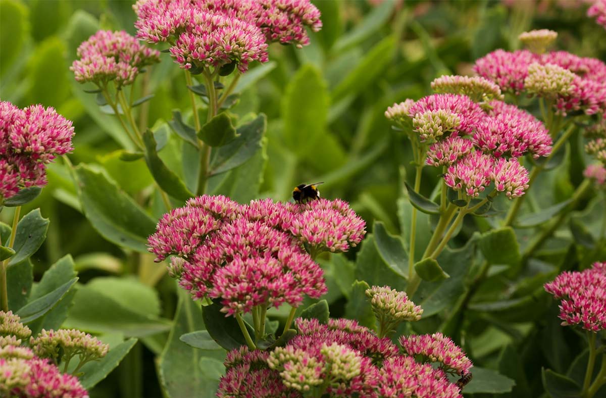 sedum