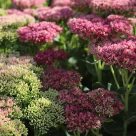 sedum