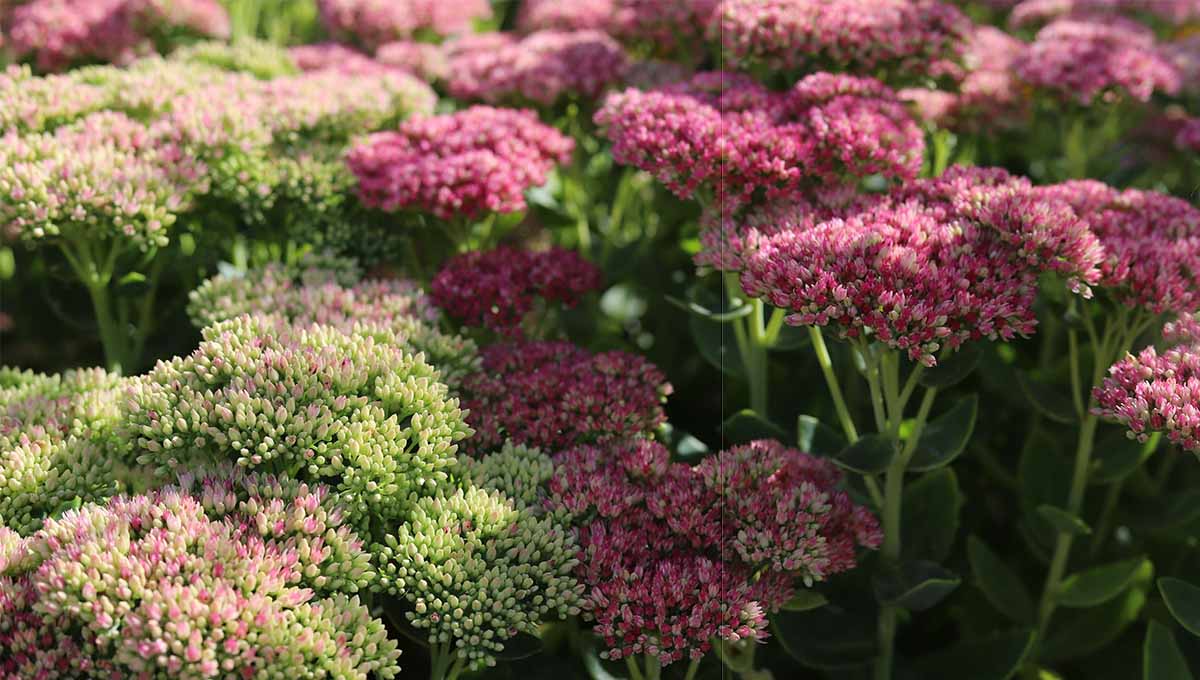 sedum