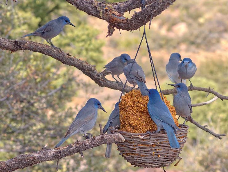 pinyon jays