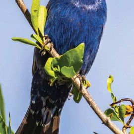 blue grosbeak