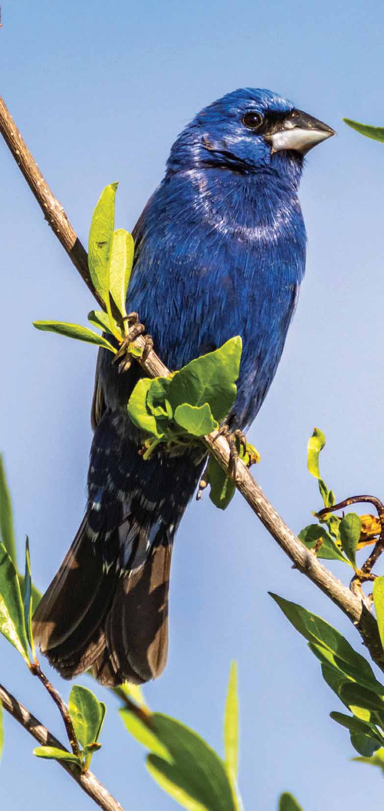 blue grosbeak