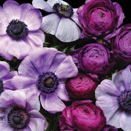 bountiful blossoms
