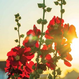 hollyhocks