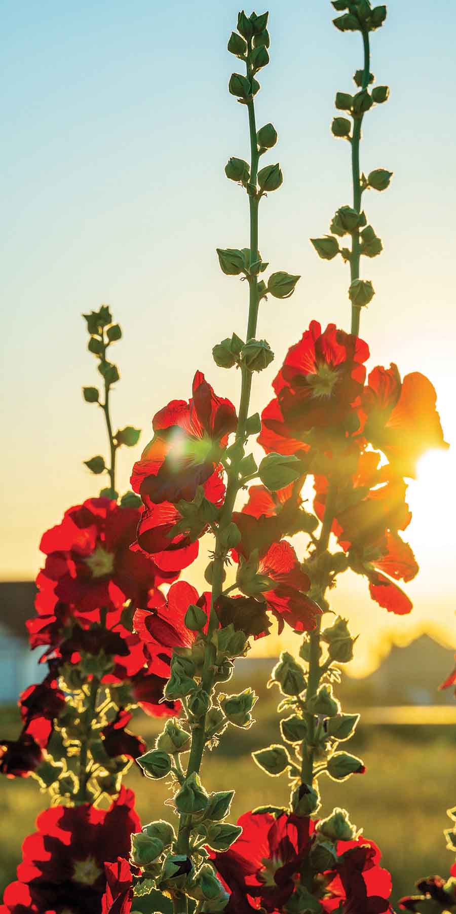 hollyhocks