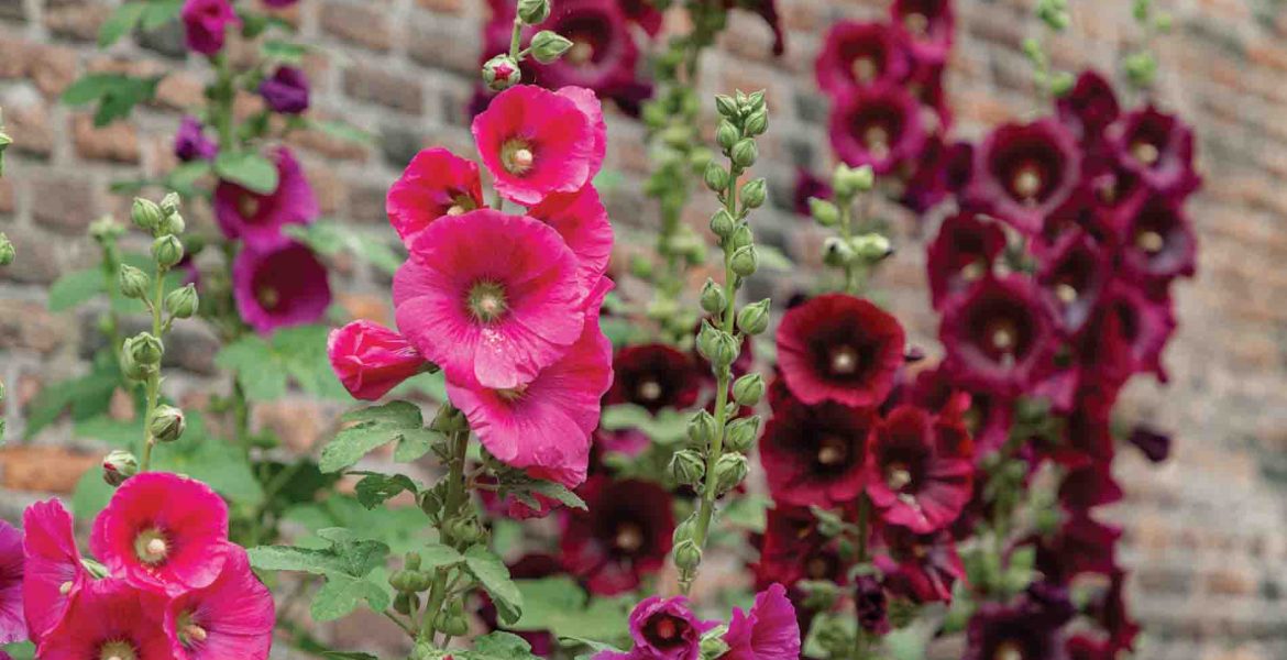 pink hollyhocks