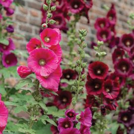 pink hollyhocks