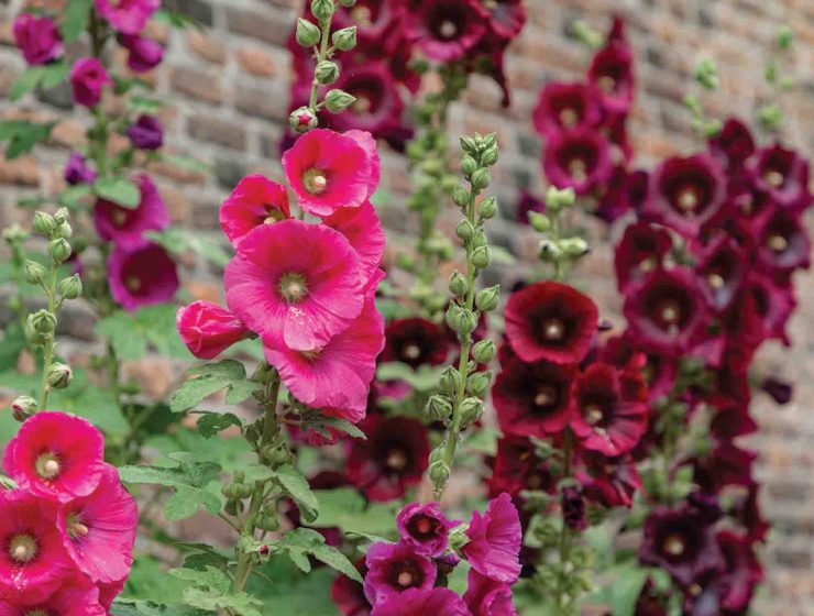 pink hollyhocks