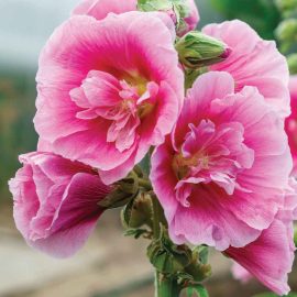 pink hollyhocks closeup