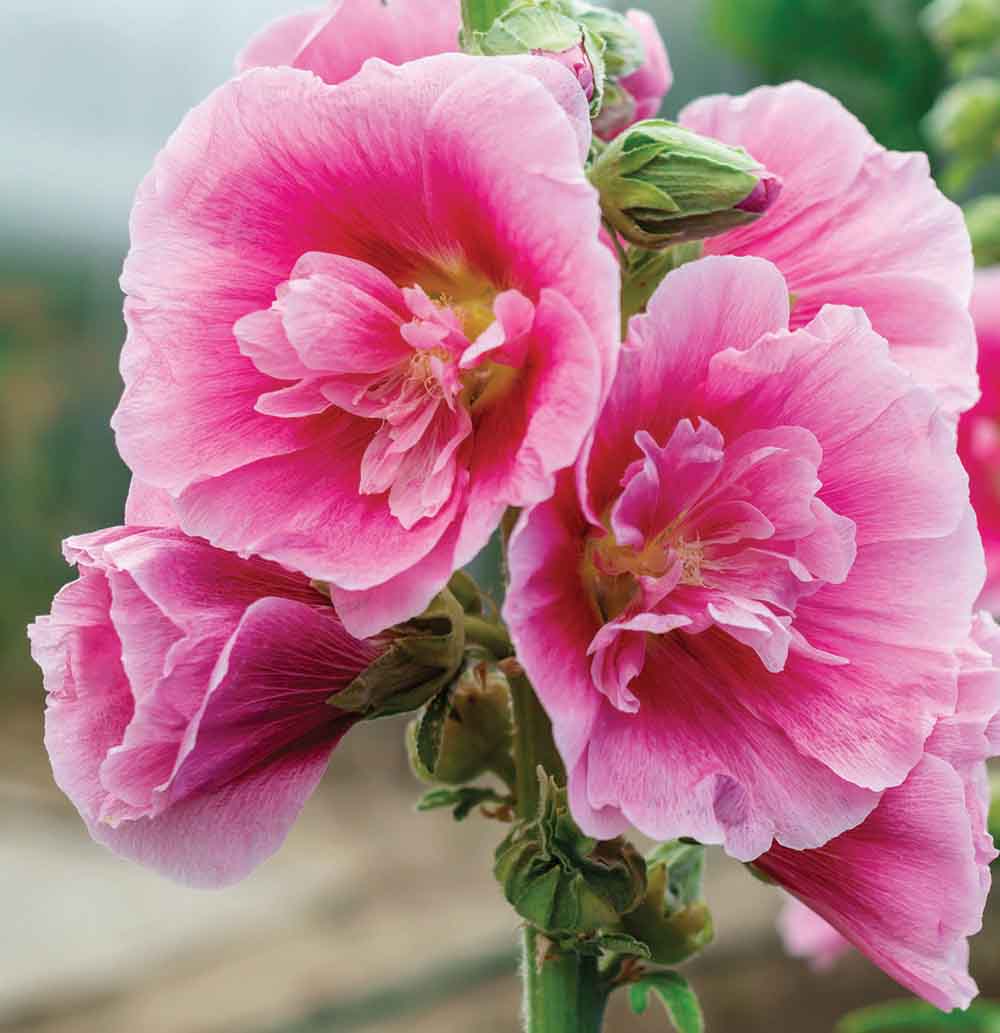 pink hollyhocks closeup
