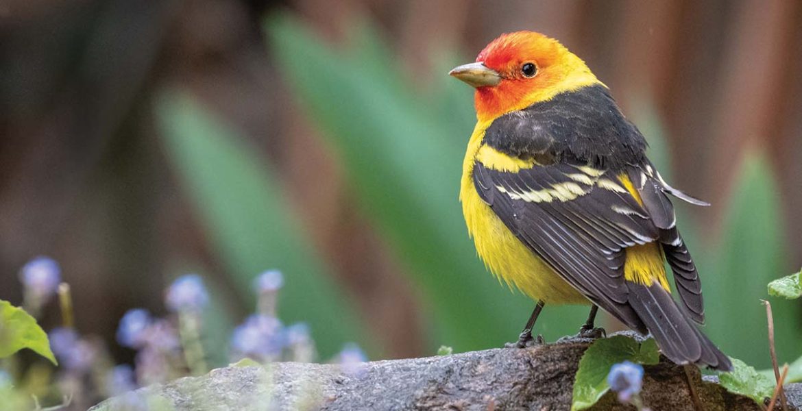 western tanager