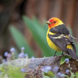 western tanager