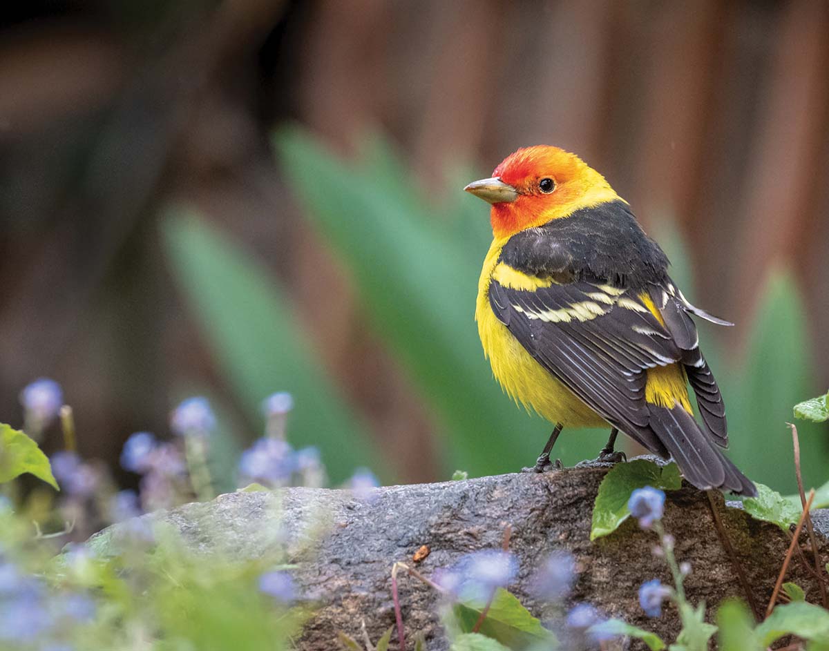 western tanager
