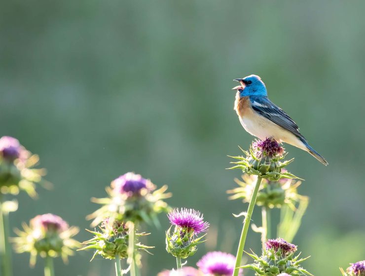 lazuli bunting