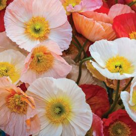 poppies