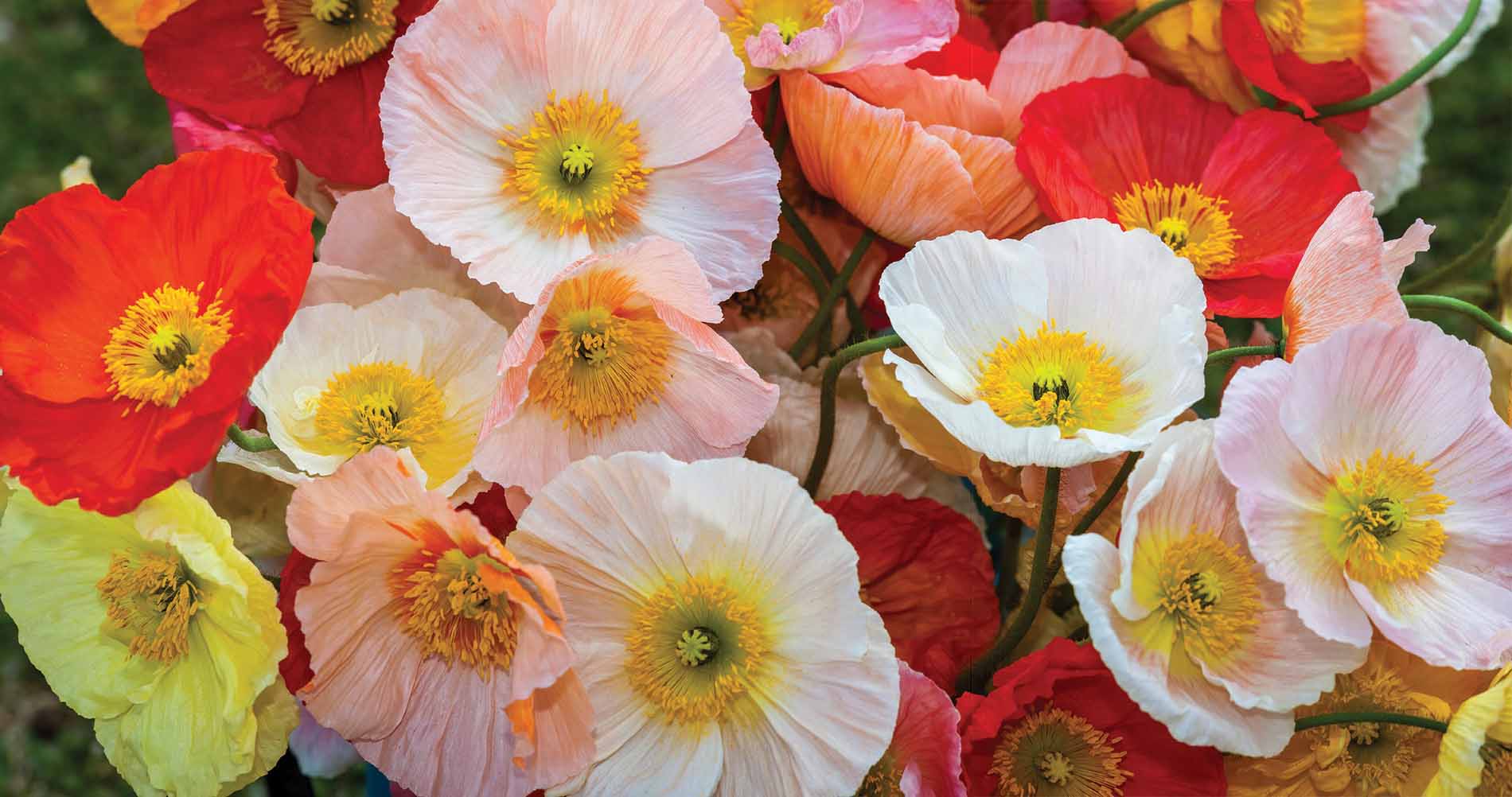 poppies