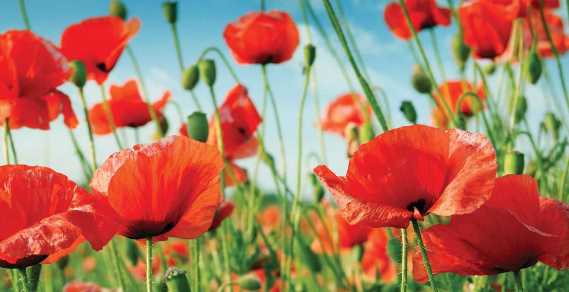 red poppies