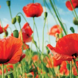 red poppies