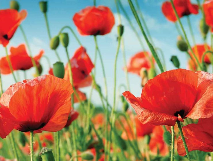red poppies