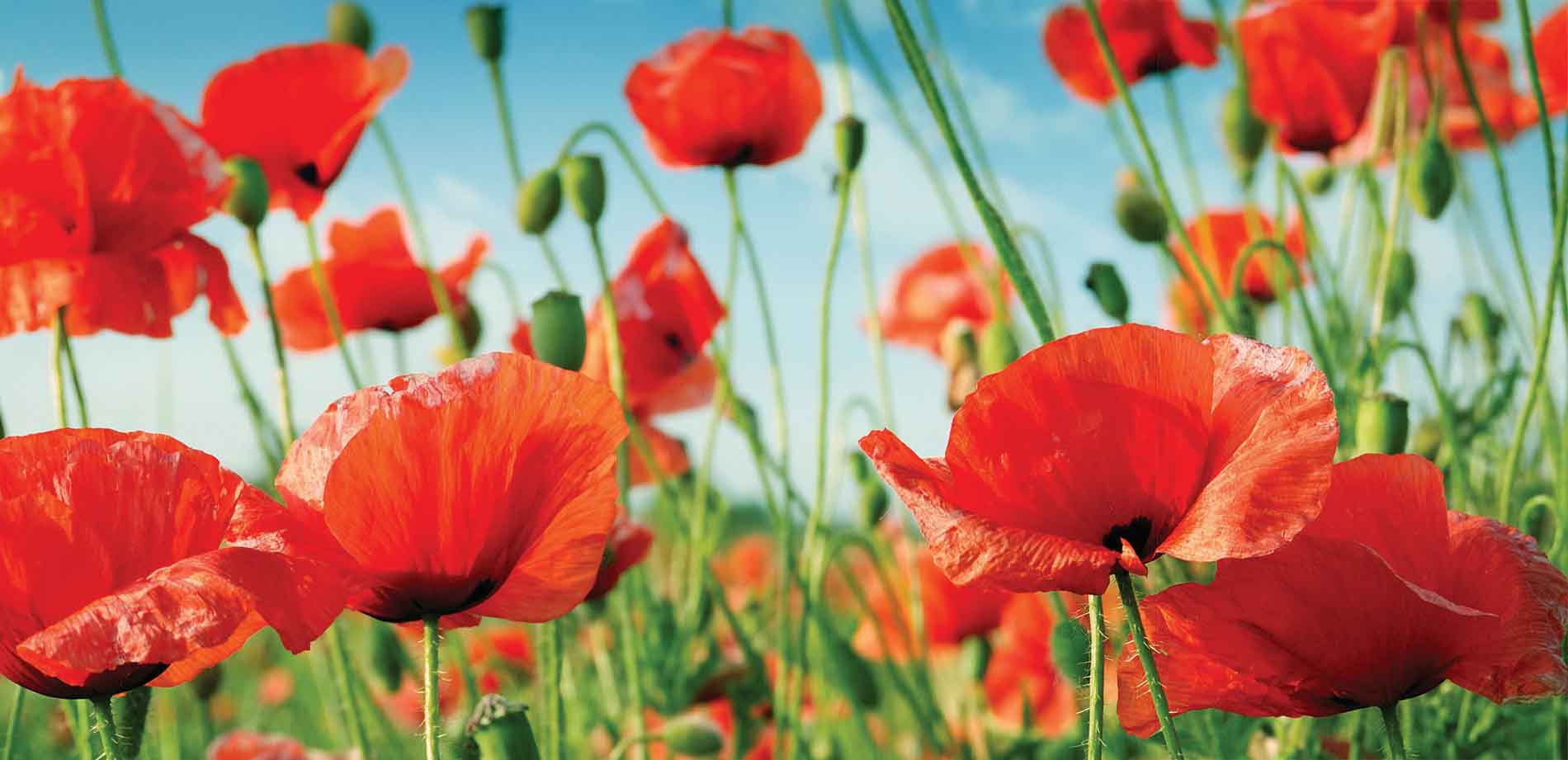 red poppies