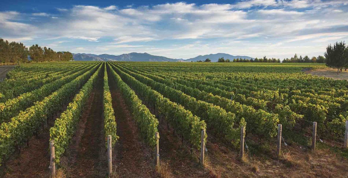vineyard