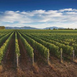 vineyard