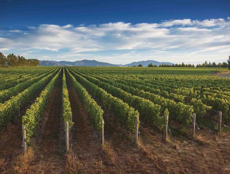 vineyard