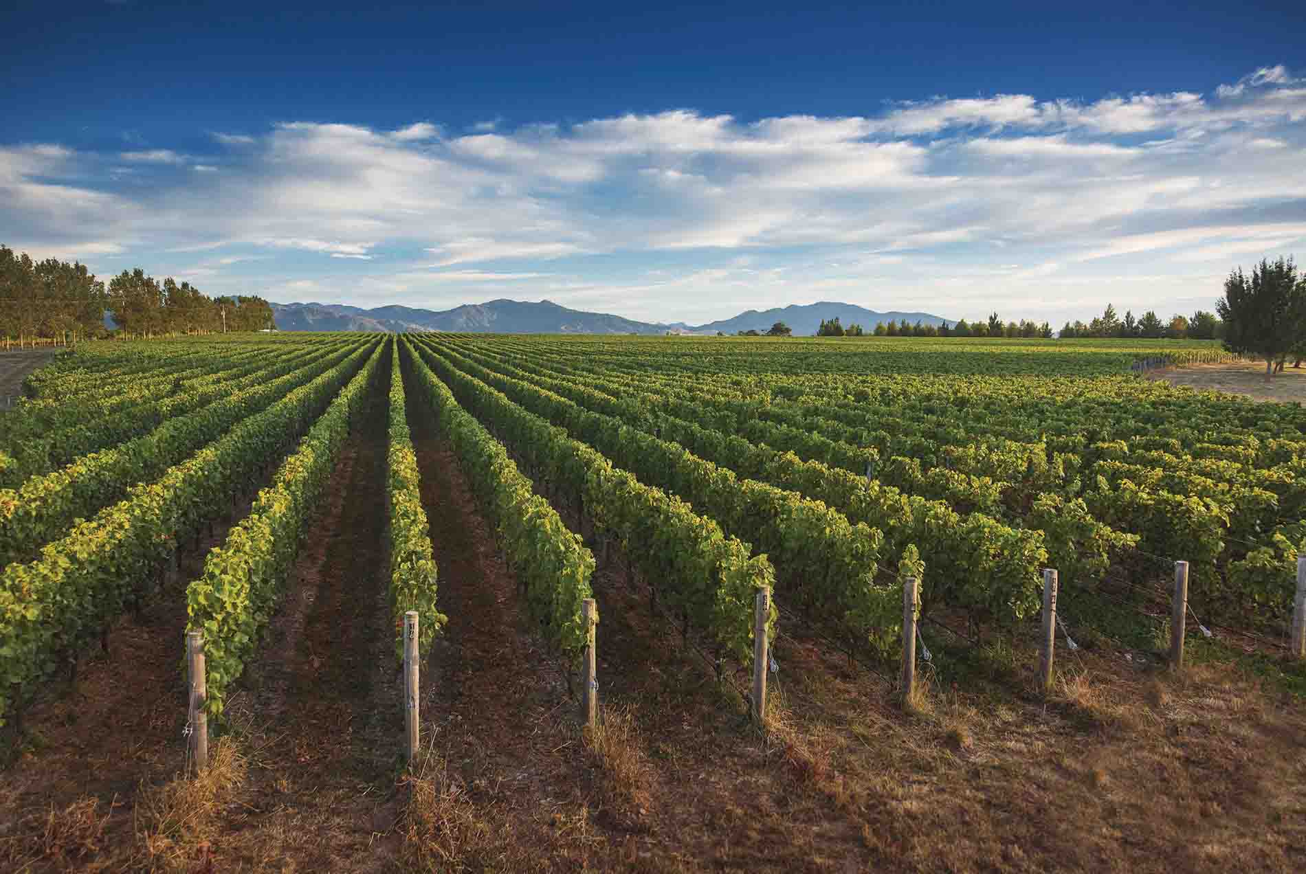 vineyard