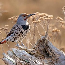 northern flicker