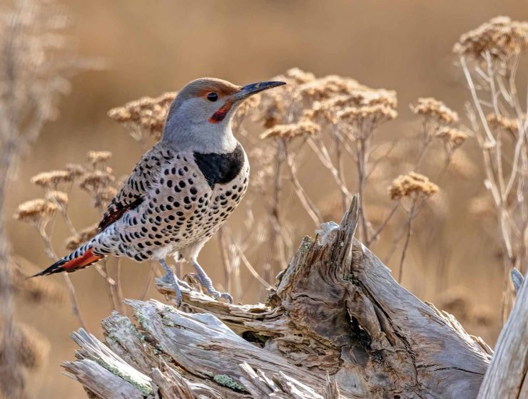 northern flicker