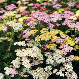 yarrow