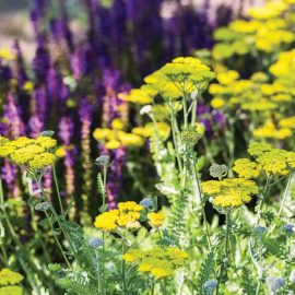 yarrow