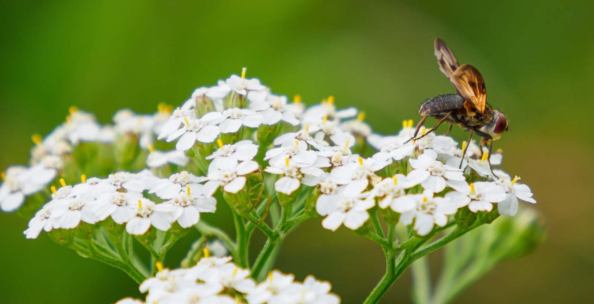 yarrow with bee