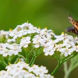 yarrow with bee