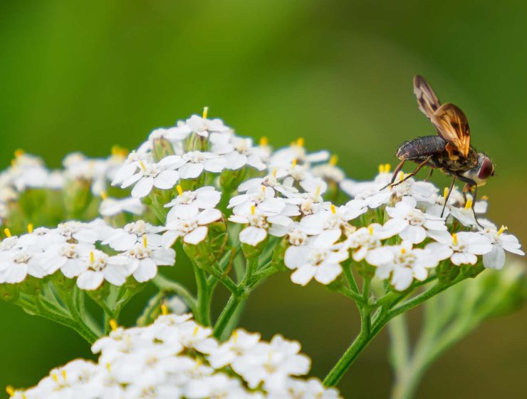yarrow with bee