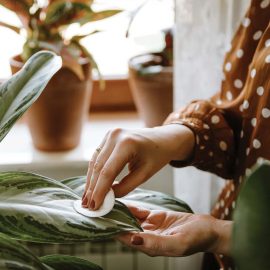 dusting a plant