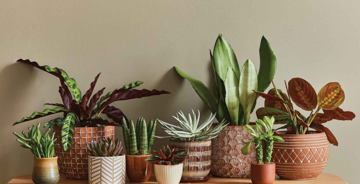 group of plants on a table